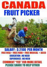 Fruit Picking Jobs in Canada: Exciting Job Bank Fruit Picker Openings